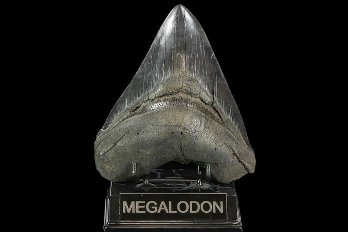 Serrated, Fossil Megalodon Tooth - Huge Tooth #127743